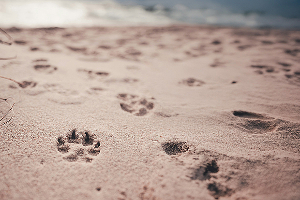 HUNDE STRÄNDE RUND UM BADES HUK 