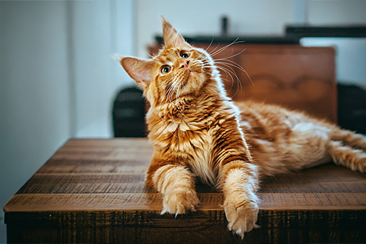 Katze im Apartment mit Blick auf die Ostsee