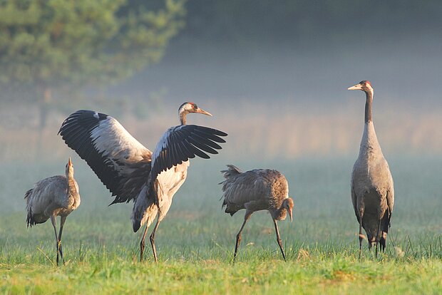 Naturschauspiel: Kranichsaison in Mecklenburg-Vorpommern beginnt