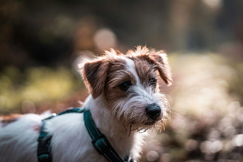 Ausflugstipps: Urlaub mit Hund an der Ostsee – Auf Entdeckungstour mit dem Vierbeiner.
