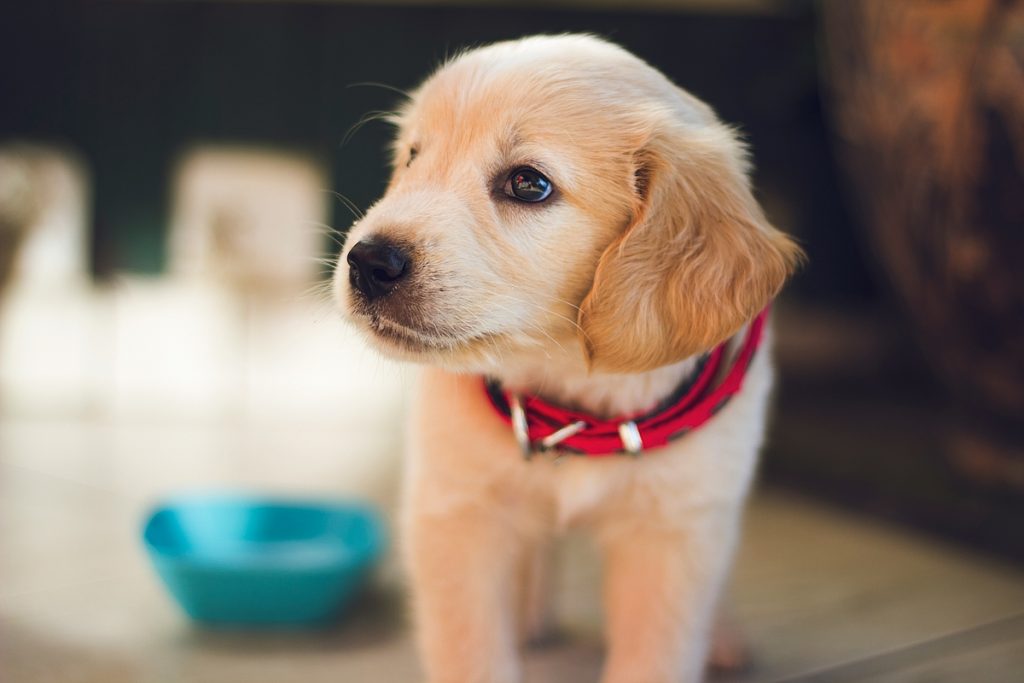 Füße hochlegen und Pfoten ausstrecken – hundefreundliche Ferienwohnungen in Bades Huk an der Ostsee