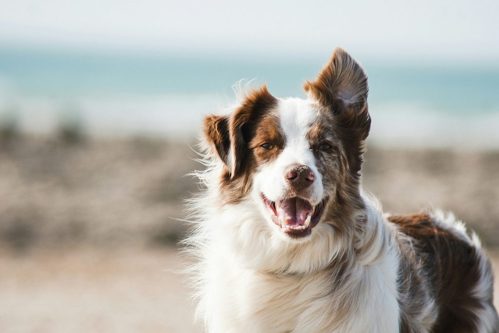 Urlaub mit Hund an der Ostsee – Life is better at the beach!