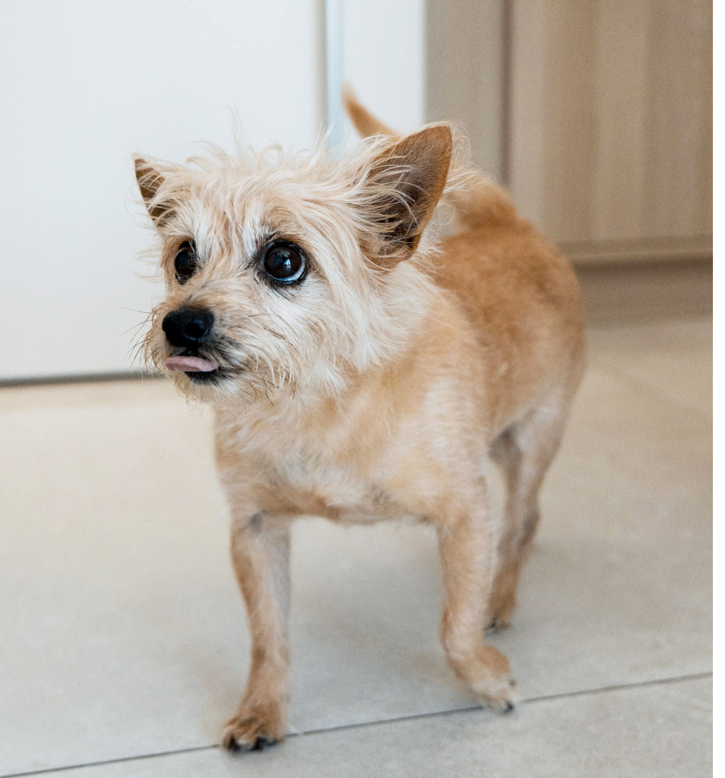 Hundefreundliches Apartment mit Terrasse zur Düne
