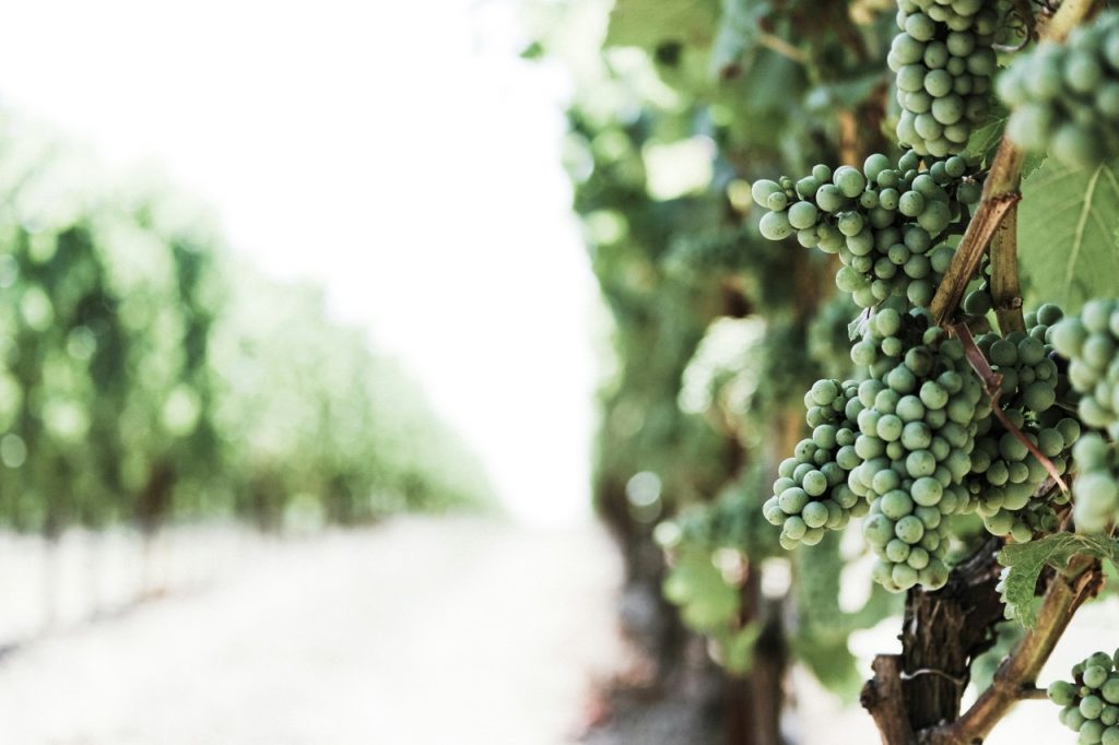 Wein-Tasting mit Weingut Dähn