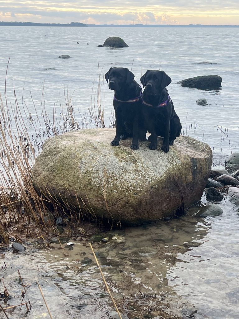 Urlaub mit Hund im Bades Huk Resort an der Ostsee