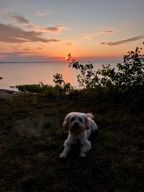 Urlaub mit Hund im Bades Huk Resort an der Ostsee