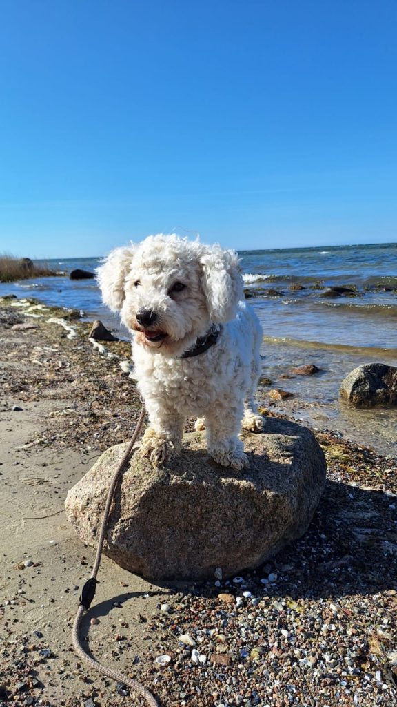 Urlaub mit Hund im Bades Huk Resort an der Ostsee