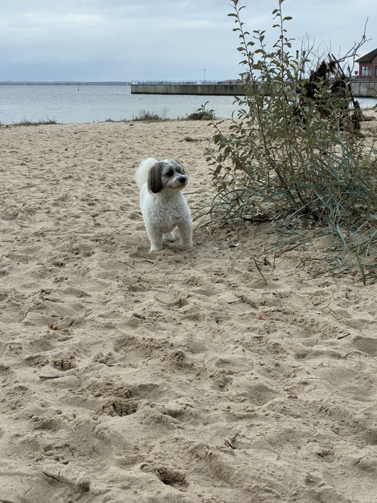 Urlaub mit Hund im Bades Huk Resort an der Ostsee