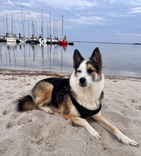 Urlaub mit Hund im Bades Huk Resort an der Ostsee