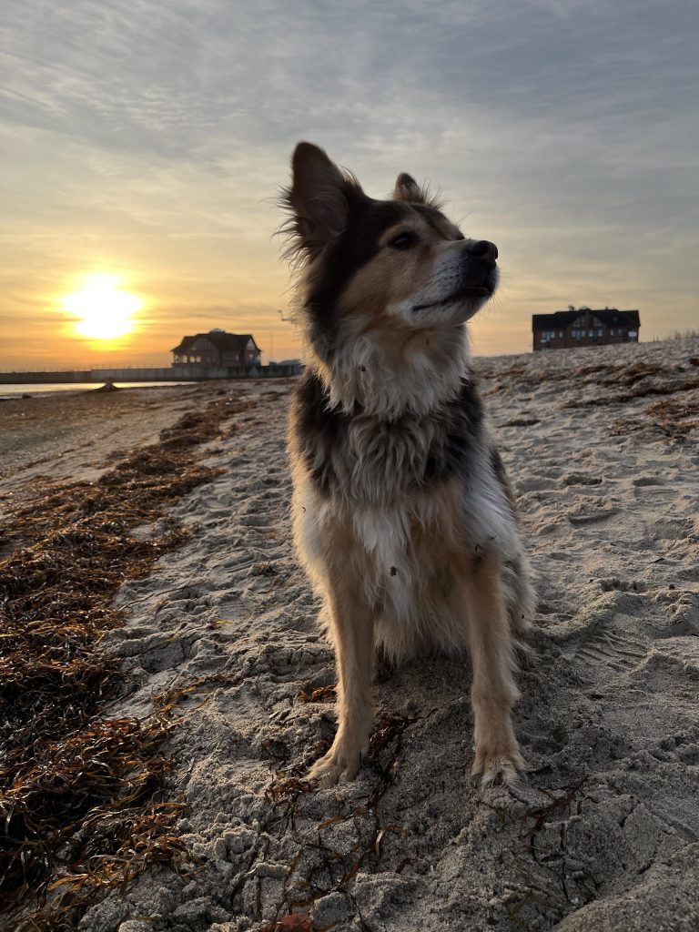 Urlaub mit Hund im Bades Huk Resort an der Ostsee