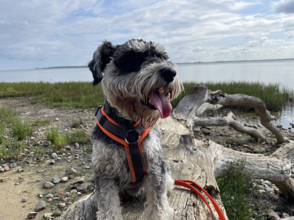 Urlaub mit Hund im Bades Huk Resort an der Ostsee