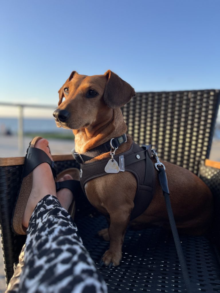 Urlaub mit Hund im Bades Huk Resort an der Ostsee