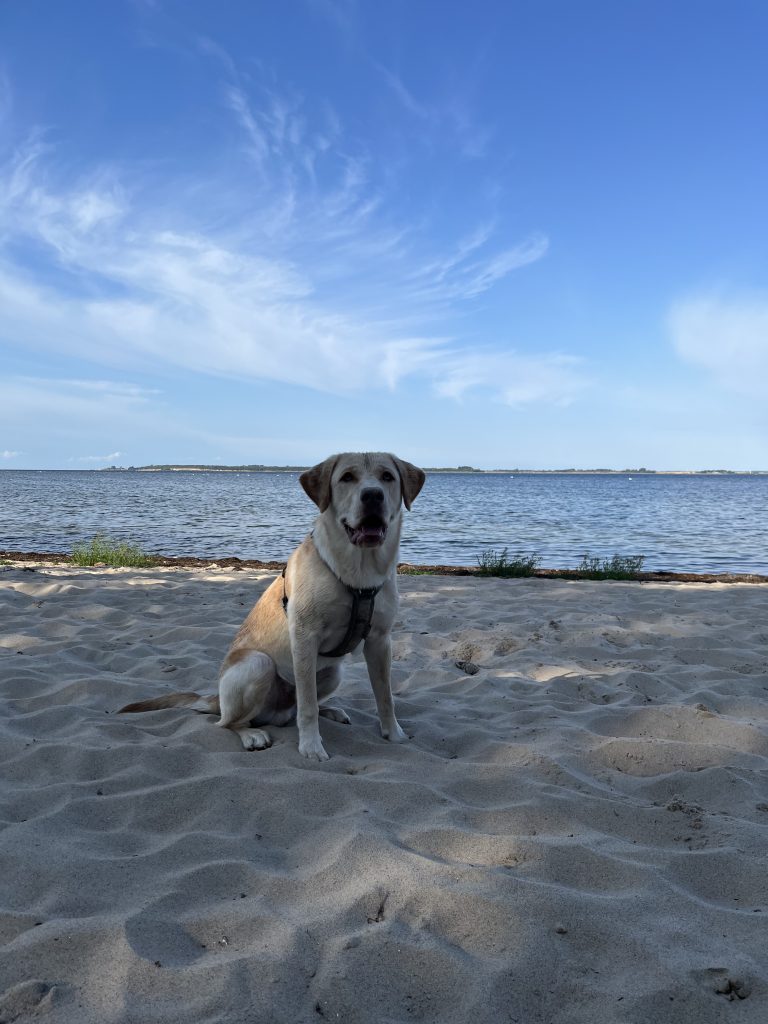 Urlaub mit Hund im Bades Huk Resort an der Ostsee