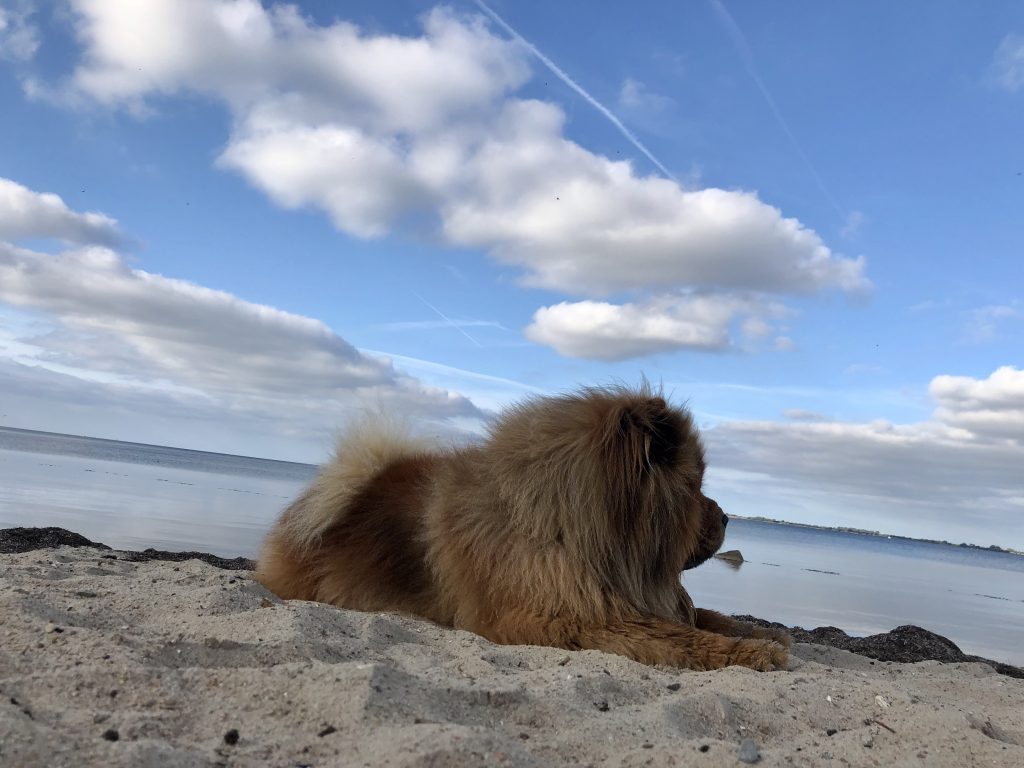 Urlaub mit Hund im Bades Huk Resort an der Ostsee