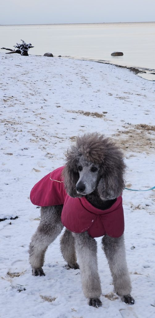 Urlaub mit Hund im Bades Huk Resort an der Ostsee