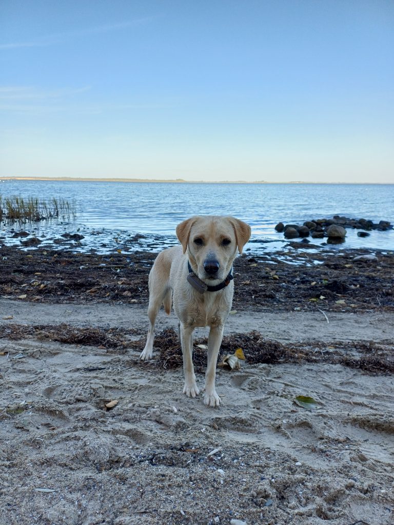 Urlaub mit Hund im Bades Huk Resort an der Ostsee