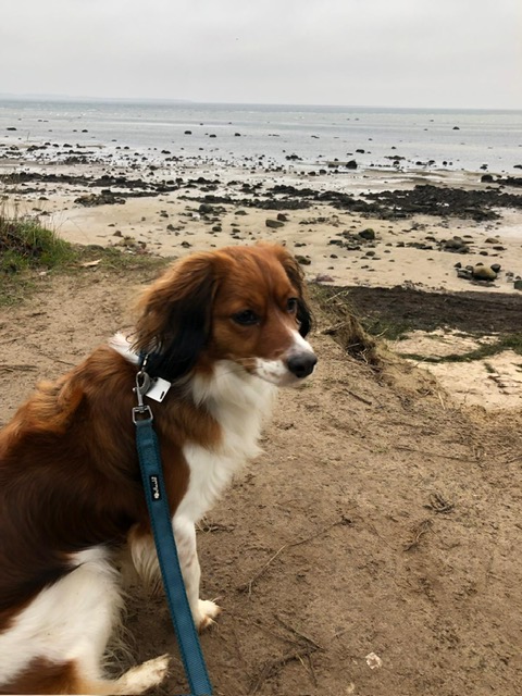 Urlaub mit Hund im Bades Huk Resort an der Ostsee