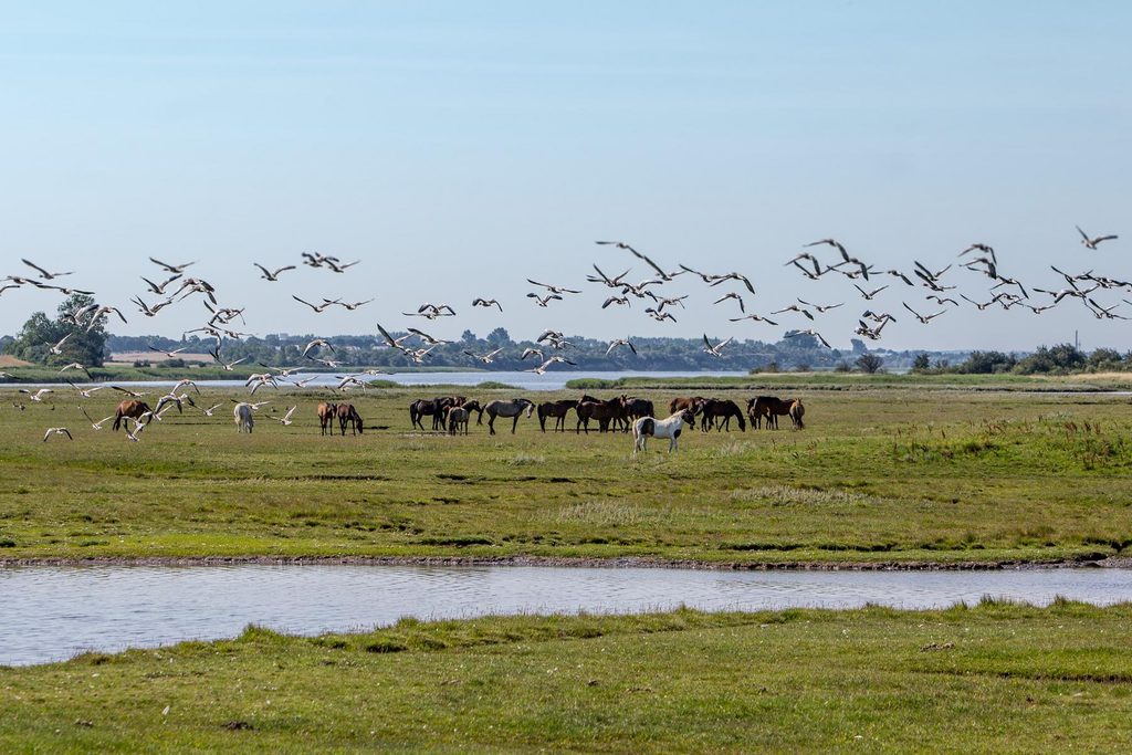 Bades Huk Blog - Insel Poel